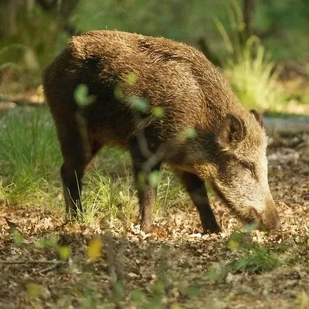 Heerlijk Verblijven In En Rust Op De Veluwe