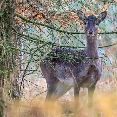 Heerlijk Verblijven In En Rust Op De Veluwe Holiday home *